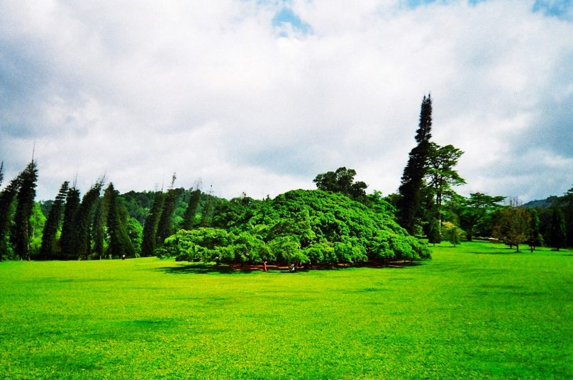 Ficus de Peradeniya (Distrito de Kandy, Sri Lanka)
