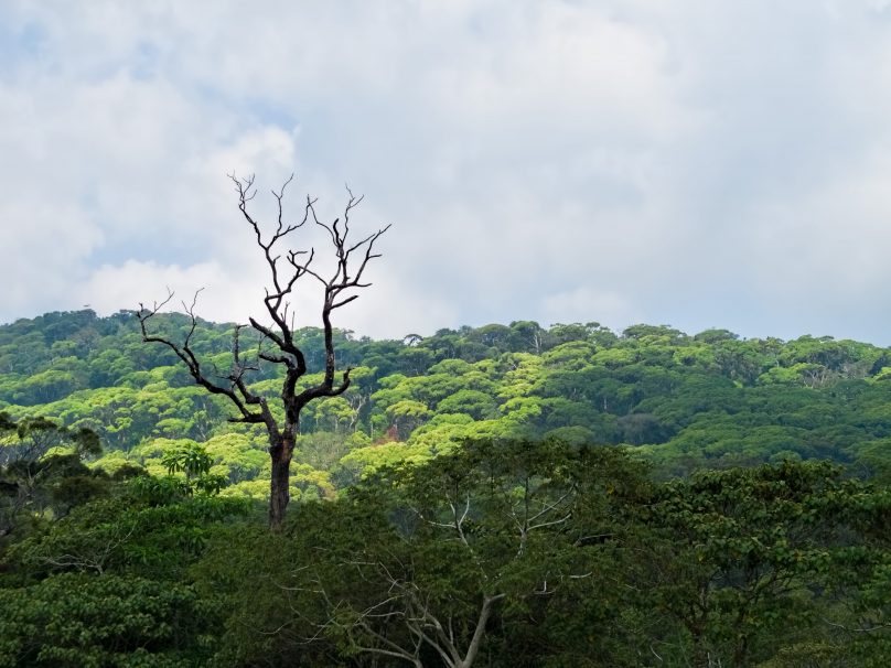 Sinharaja (Sri Lanka)