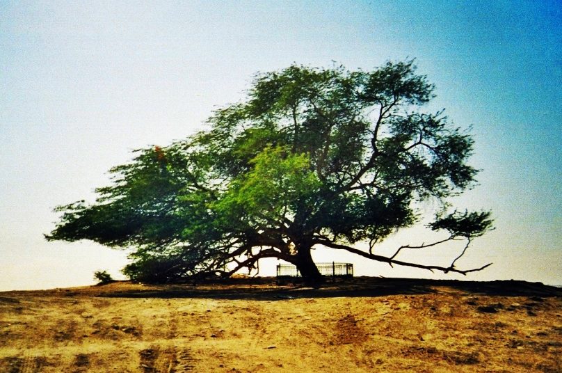 <em>Árbol de la vida</em>