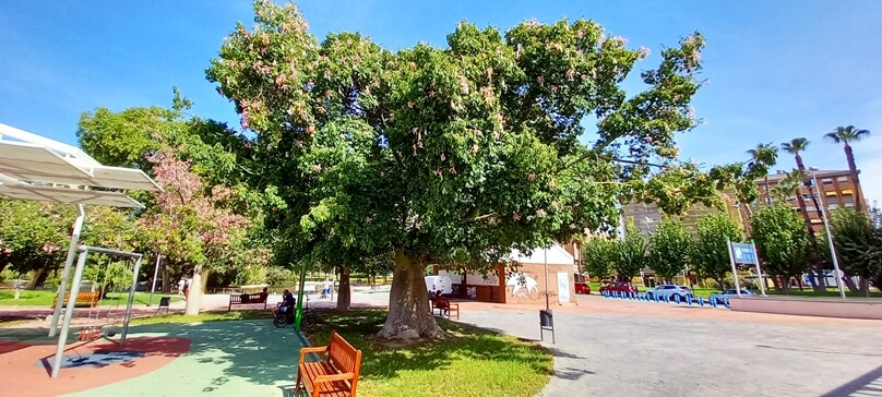 ChorisiasMurcia_14