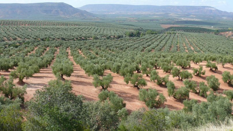 Olivares de Andalucía (Andalucía)