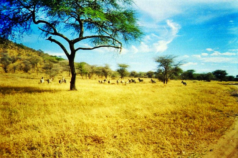 Serengeti_06