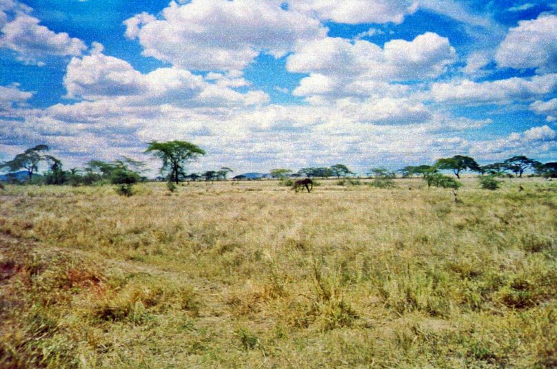 Serengeti_22