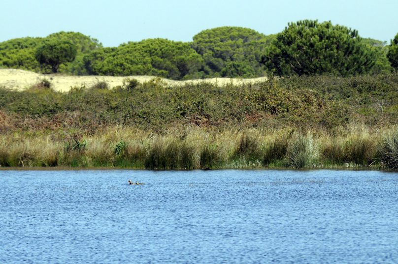 Doñana (Andalucía)