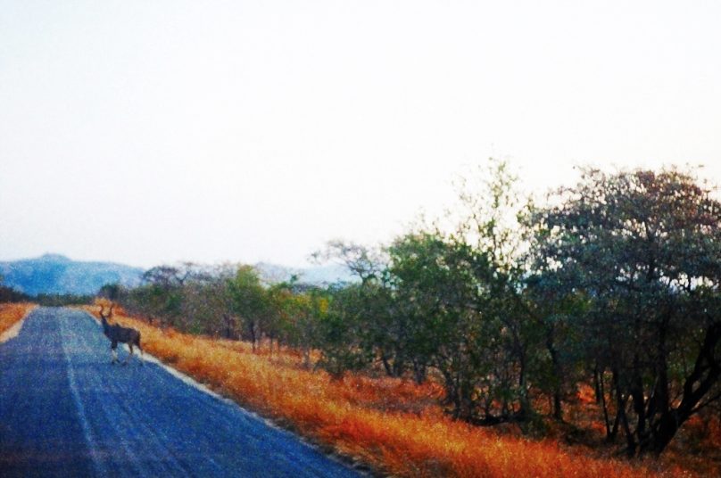 Grandes Kudús en Kruger (Provincia de Mpumalanga, Sudáfrica)