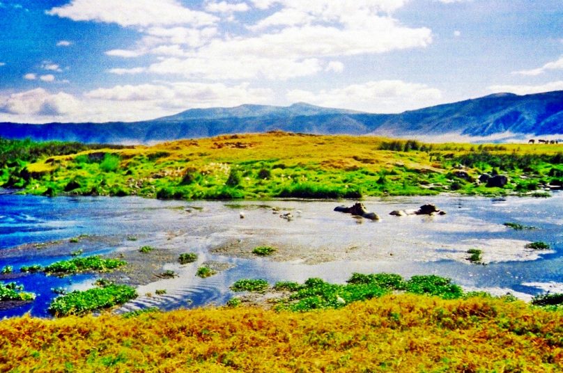 Hipopótamos en Ngorongoro (Región de Arusha, Tanzania)