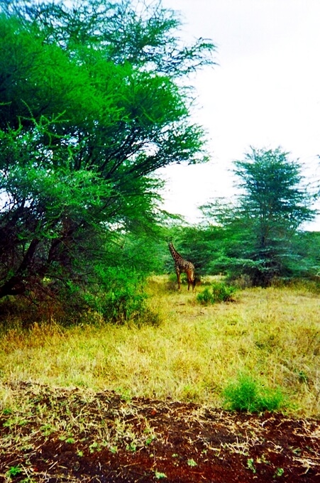 Manyara_10