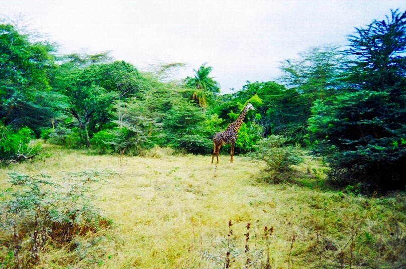 Jirafas en Lago Manyara (Región de Arusha, Tanzania)