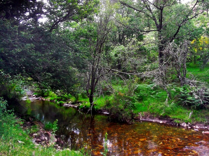 Bosques antiguos y primarios de hayas de los Cárpatos y otras regiones de Europa