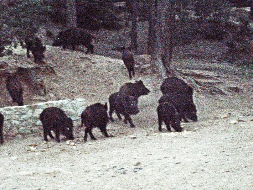 Jabalíes en Sierra Espuña (Región de Murcia)