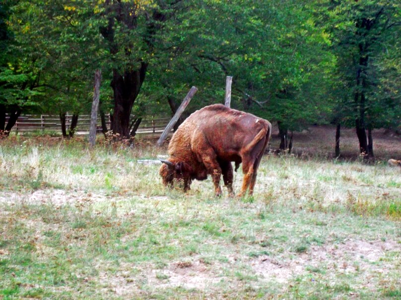 Bisontes europeos en Haţeg (Distrito de Hunedoara, Rumanía)