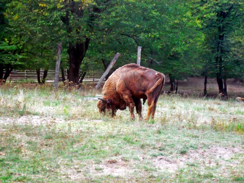 Bisontes europeos en Haţeg (Distrito de Hunedoara, Rumanía)