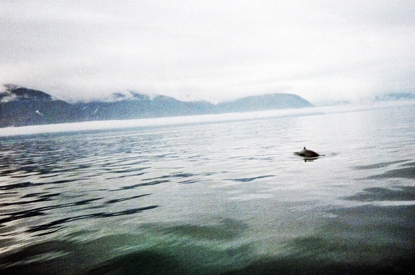 Ballenas en Húsavík (Húsavík, Islandia)