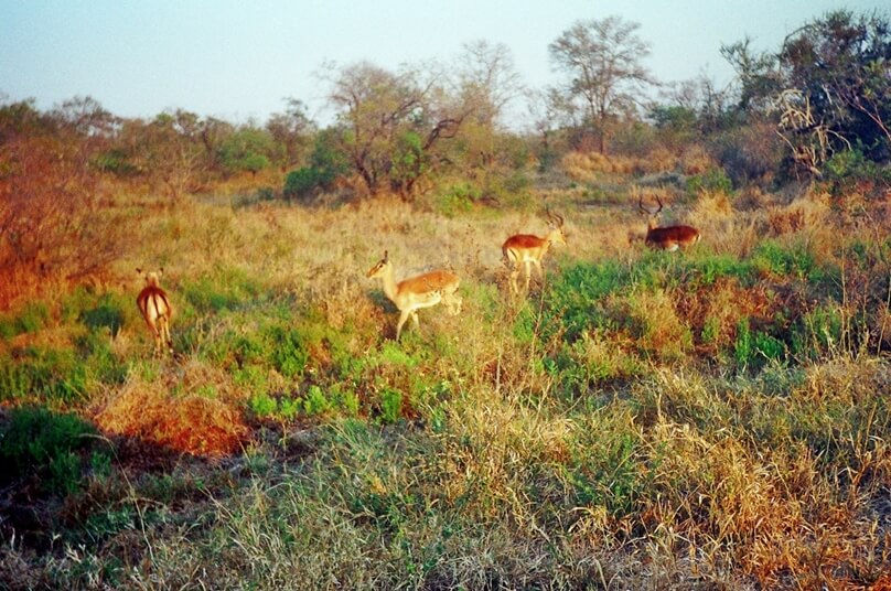 Kruger to Canyon (Sudáfrica)