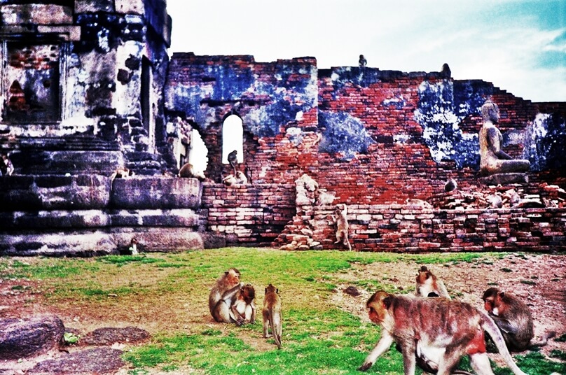 Macacos en Lopburi (Lopburi, Tailandia)