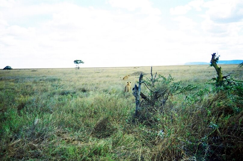 Serengeti_24