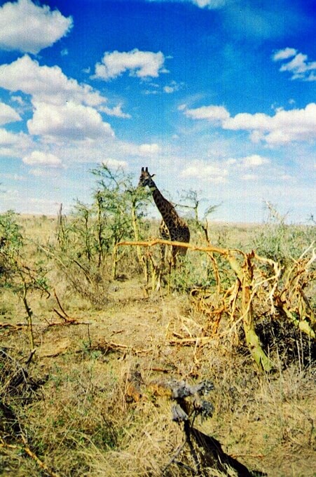 Serengeti_25