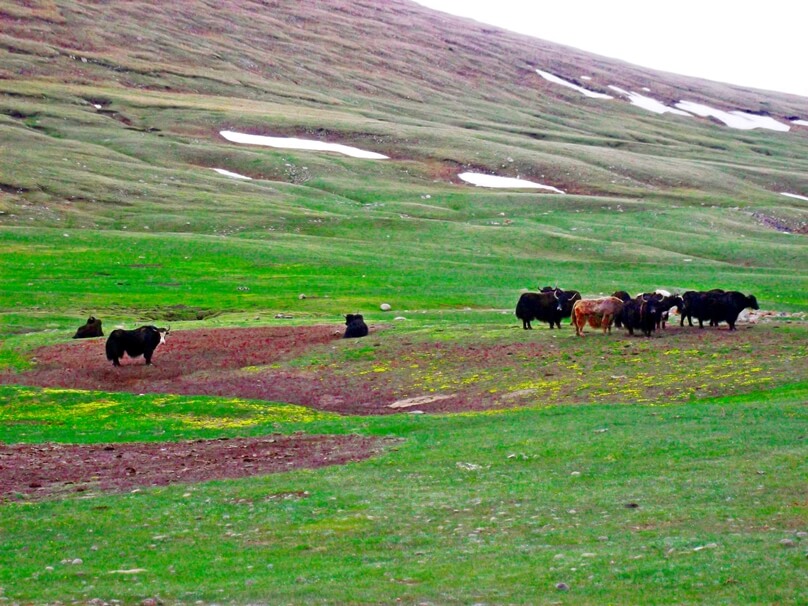 Yaks en Songköl Too (Región de Naryn, Kirguistán)
