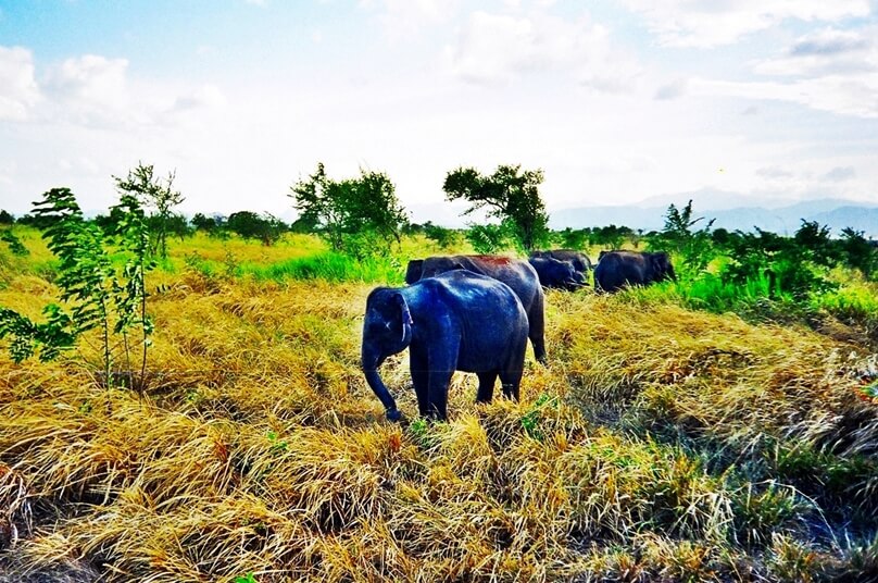 Elefantes en Uda Walawe (Distrito de Ratnapura, Sri Lanka)