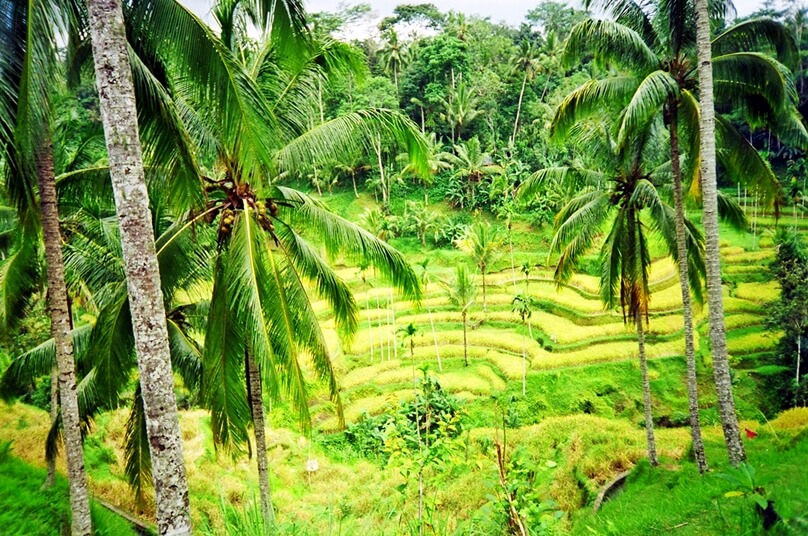 Bali (Subdistrito de Bali, Indonesia)