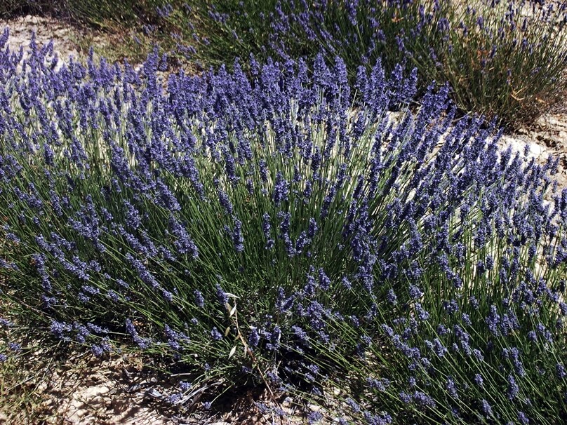 Perfumería en el País de Grasse (Grasse, Francia)