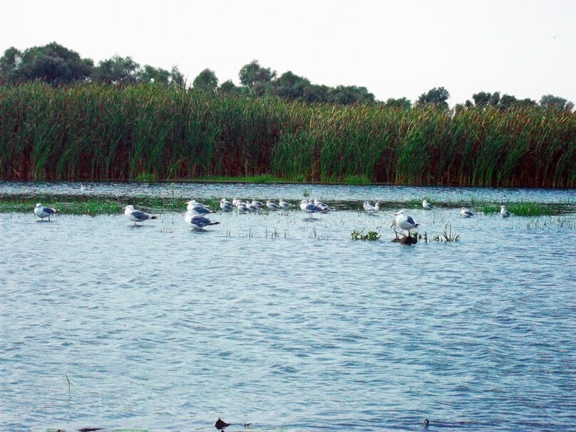 El río