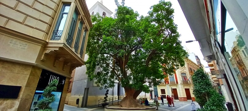 PlazadeSanBartolomeMurcia_10