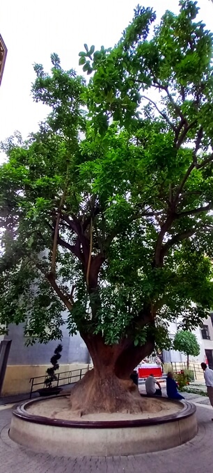PlazadeSanBartolomeMurcia_11