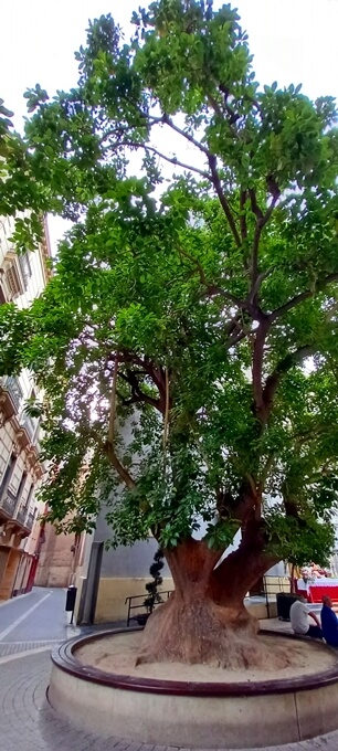 PlazadeSanBartolomeMurcia_12