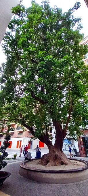 PlazadeSanBartolomeMurcia_13