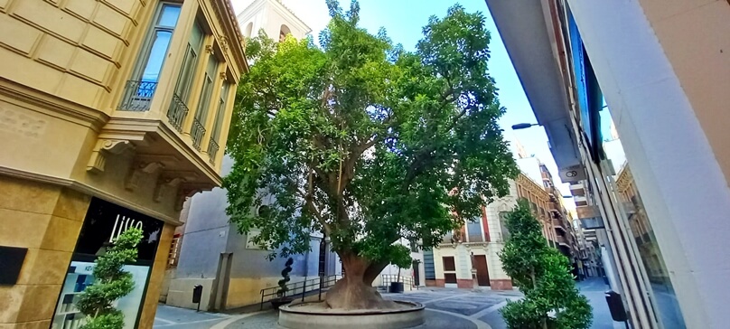 PlazadeSanBartolomeMurcia_14