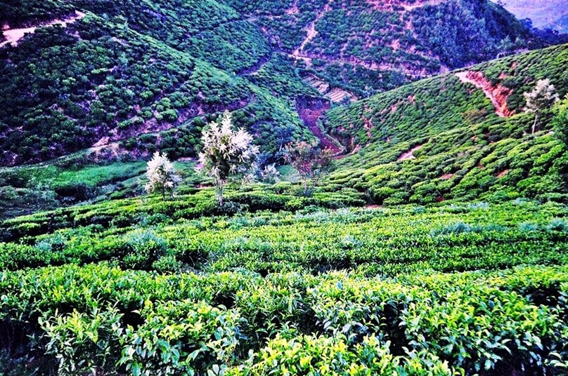 NuwaraEliya_03